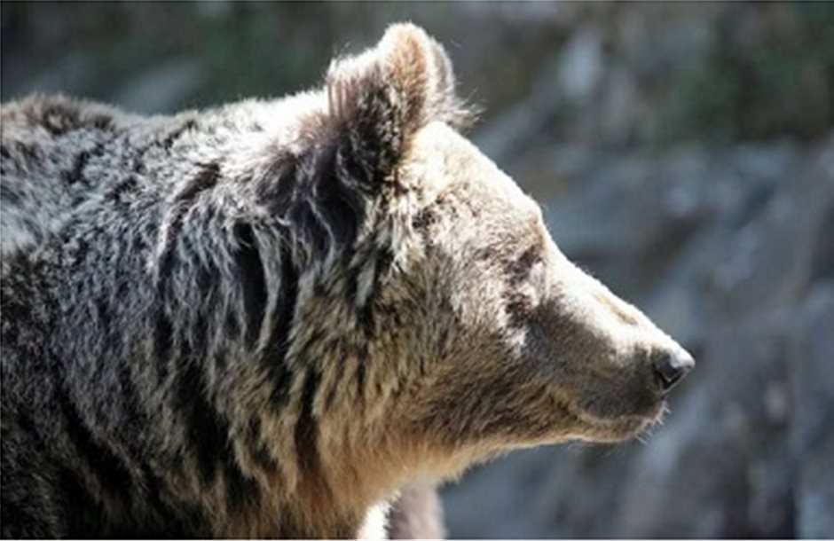 Σε χειμέριο ύπνο έπεσαν οι αρκούδες στη Φλώρινα